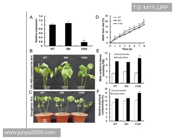 数据分析揭示WE团队协作表现的优势与改进空间 数据分析揭示WE团队协作表现的优势与改进空间