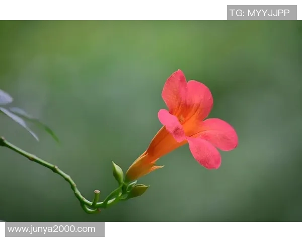 何思雨的成长旅程与心灵探索：在风雨中绽放的勇气与坚持